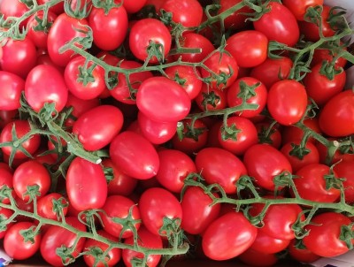 Foto Pomodoro Pixel Origine Italia Marchio Giugno  2